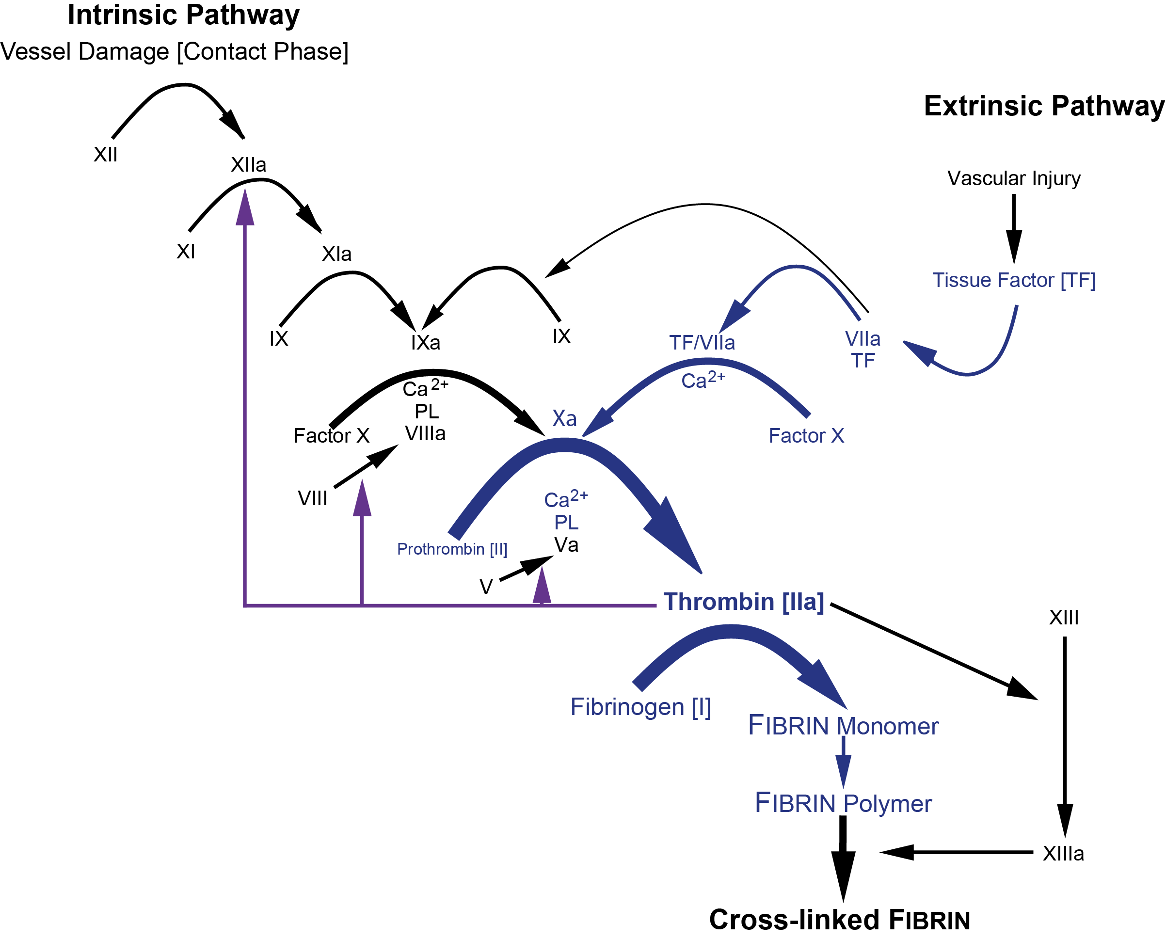 Diagrammatic illustration of the Coagulation Cascade and the Prothrombin Time